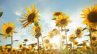 太阳落山在向日葵的田野上，对着多云的天空。 生活方式收获农业向日葵领域概念